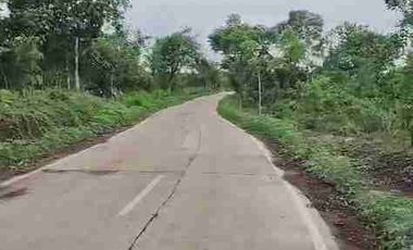 jual tanah murah LT 50ha, shm, nempel jln propinsi