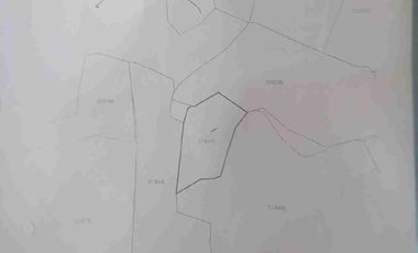 jual tanah murah LT 50ha, shm, nempel jln propinsi