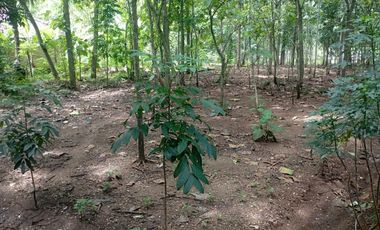 Dijual Tanah Pekarangan di  Guwosari Pajangan Bantul Yogyakarta