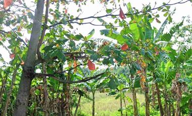 Tanah Komersial Kembangarum Mranggen