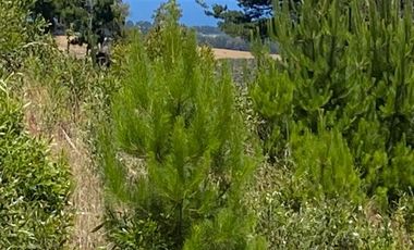 Loteo Fundo Millaco, Pichilemu