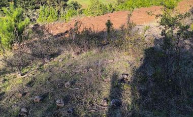 Vendo parcelas en Pichilemu * 5.000 m2 * Rol propio  * Listo para escriturar* Documentación al día  10 min Cahuil *A 15 min punta de lobos