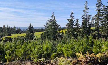 Vendo parcelas en Pichilemu * 5.000 m2 * Rol propio  * Listo para escriturar* Documentación al día  10 min Cahuil *A 15 min punta de lobos
