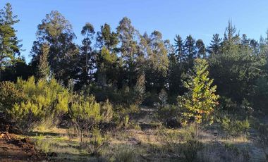 Vendo parcelas en Pichilemu * 5.000 m2 * Rol propio  * Listo para escriturar* Documentación al día  10 min Cahuil *A 15 min punta de lobos