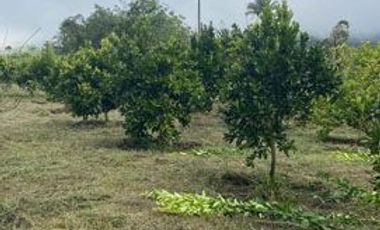 Casa de venta en Intag, 3 hectáreas de terreno con árboles frutales