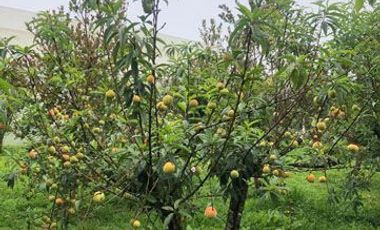Casa de venta en Intag, 3 hectáreas de terreno con árboles frutales