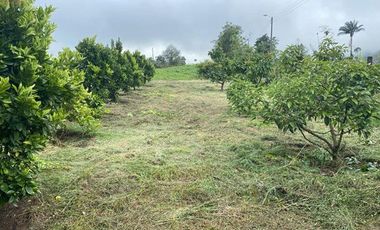 Casa de venta en Intag, 3 hectáreas de terreno con árboles frutales