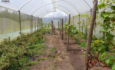 Casa de venta en Intag, 3 hectáreas de terreno con árboles frutales