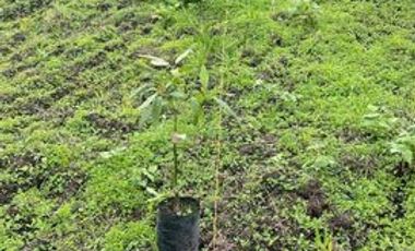 Casa de venta en Intag, 3 hectáreas de terreno con árboles frutales