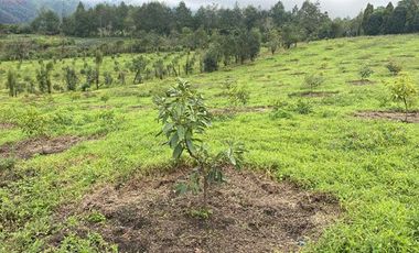 Casa de venta en Intag, 3 hectáreas de terreno con árboles frutales