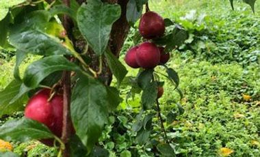 Casa de venta en Intag, 3 hectáreas de terreno con árboles frutales