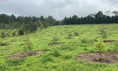 Casa de venta en Intag, 3 hectáreas de terreno con árboles frutales
