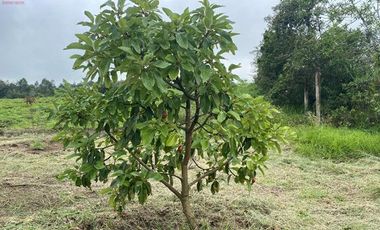 Casa de venta en Intag, 3 hectáreas de terreno con árboles frutales