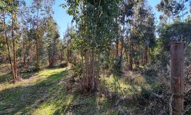 vendo parcela Vichuquen,               * 5.000 m2 
* Rol propio  
* Listo para escriturar
* Documentación al día (CBR / SII/SAG)