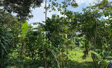 Dijual Tanah SHM Luas 3131 m2 di Jalan Bulu Sari Raya Salatiga Cocok untuk DEVELOPER