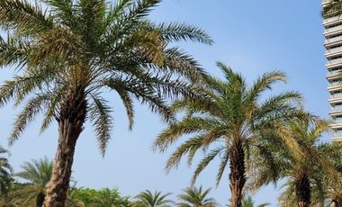 Gold Coast Sea View Apartment PIK 1