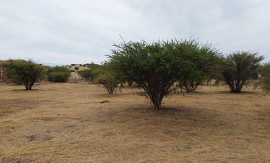 Parcela 5000 M2 Secano Costero Mallermo Marchigue