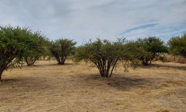 Parcela 5000 M2 Secano Costero Mallermo Marchigue