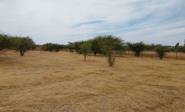 Parcela 5000 M2 Secano Costero Mallermo Marchigue