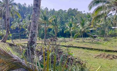 jual tanah murah penebel.18 are harga 80/ are