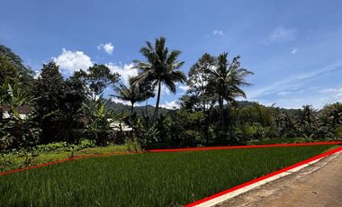 Aset BTN Jogja. Tanah sawah produktif Desa Kalisalak, Salaman, Magelang