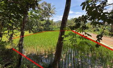 Aset BTN Jogja. Tanah sawah produktif Desa Kalisalak, Salaman, Magelang