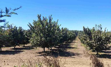 campo en venta de 19 hectáreas de avellanos europeo de tercer año