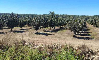 campo en venta de 19 hectáreas de avellanos europeo de tercer año