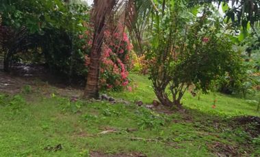 TERRENO LAS PALMAS TARAPOTO