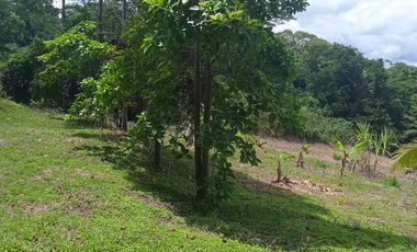 TERRENO LAS PALMAS TARAPOTO