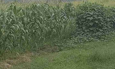 jl utama pantai nyanyi!! 49 are tanah di sewakan