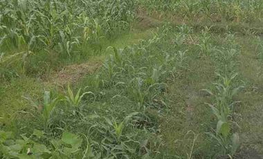 jl utama pantai nyanyi!! 49 are tanah di sewakan