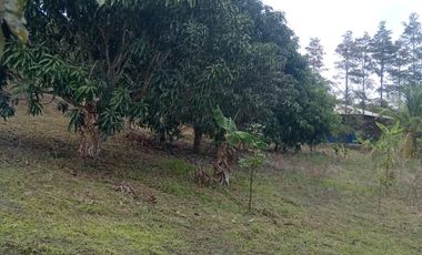Tereno Juan Guerra