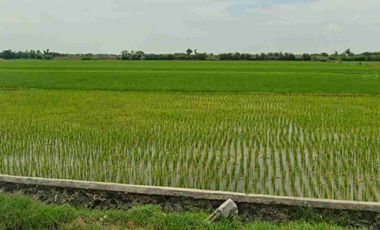 Tanah dijual di Kawasan Industri Kendal, Kendal, Jawa Tengah