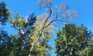 Campo de 20 Hectáreas en Venta en Valdivia – Bosque Nativo, Estero y Excelente Ubicación en Sector Los Guindos