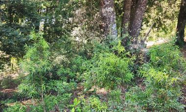 Campo de 20 Hectáreas en Venta en Valdivia – Bosque Nativo, Estero y Excelente Ubicación en Sector Los Guindos
