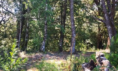 Campo de 20 Hectáreas en Venta en Valdivia – Bosque Nativo, Estero y Excelente Ubicación en Sector Los Guindos