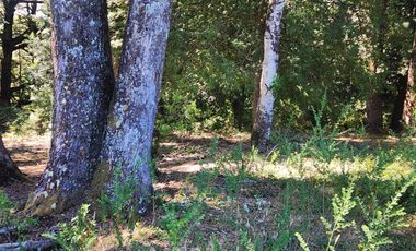 Campo de 20 Hectáreas en Venta en Valdivia – Bosque Nativo, Estero y Excelente Ubicación en Sector Los Guindos