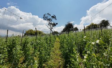 VENDO FINCA EN EL ROSAL