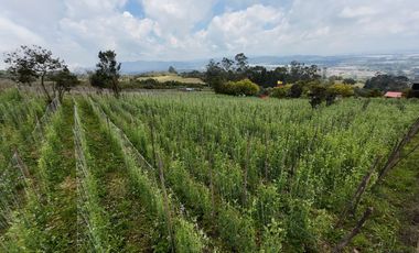 VENDO FINCA EN EL ROSAL