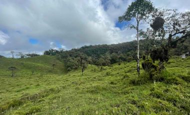 finca de 15 Has en venta, más para fines turísticos, con fuentes de agua y bosque 🌳