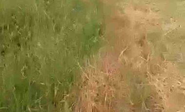 Sawah Subur, Area Industri, Cocok Buat Kost