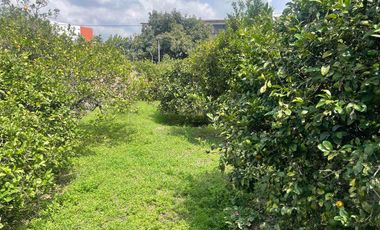 Venta de terreno con árboles de limón