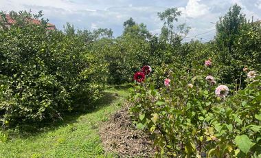 Venta de terreno con árboles de limón