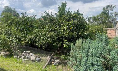 Venta de terreno con árboles de limón