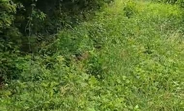 Finca Productiva de 71 Fanegadas – Autosuficiencia Total y Alta Rentabilidad