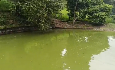 Finca Productiva de 71 Fanegadas – Autosuficiencia Total y Alta Rentabilidad