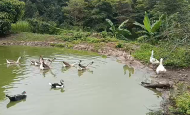 Finca Productiva de 71 Fanegadas – Autosuficiencia Total y Alta Rentabilidad