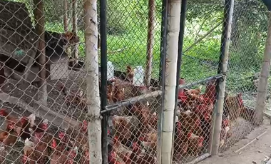 Finca Productiva de 71 Fanegadas – Autosuficiencia Total y Alta Rentabilidad