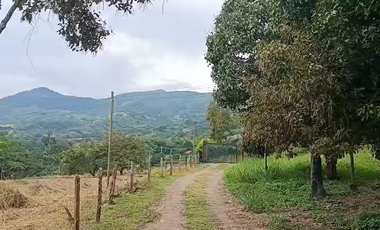 Finca Productiva de 71 Fanegadas – Autosuficiencia Total y Alta Rentabilidad